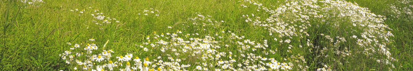 Prairie & herbe Prairie & herbe