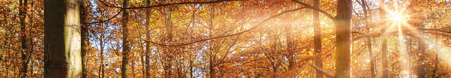 Forêt Forêt