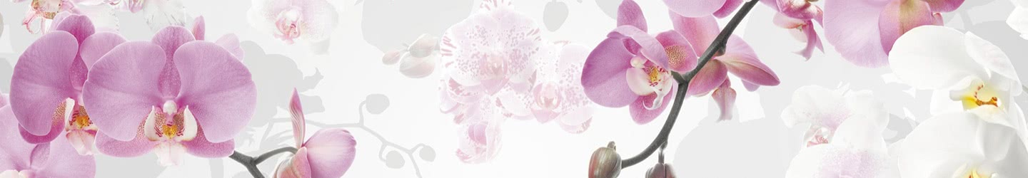 Orchidée Orchidée