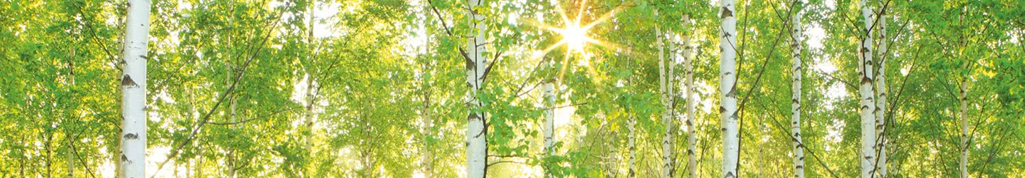 Posters XXL intissés Forêt Posters XXL intissés Forêt