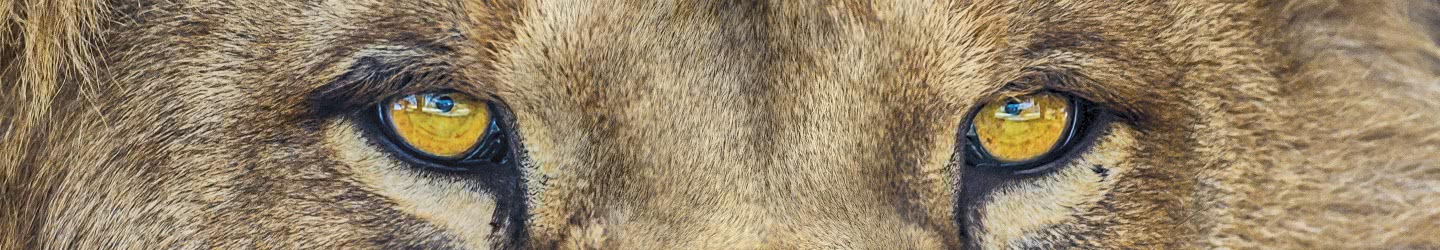 Animaux Animaux