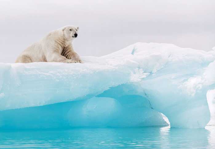 Photo murale Arctic Polar Bear