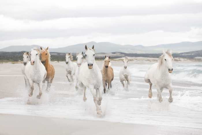 Photo murale White Horses