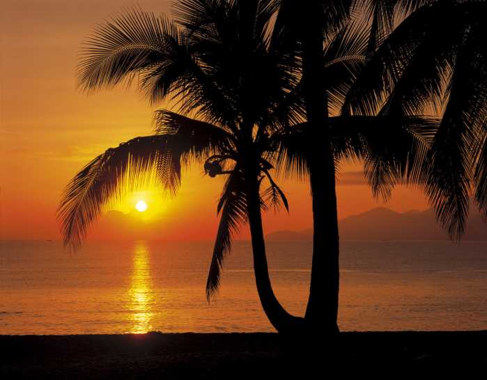 Photo murale Palmy Beach Sunrise