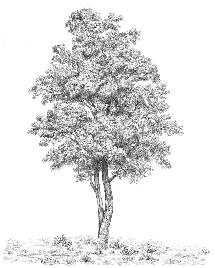 Intissé Standard Arbre