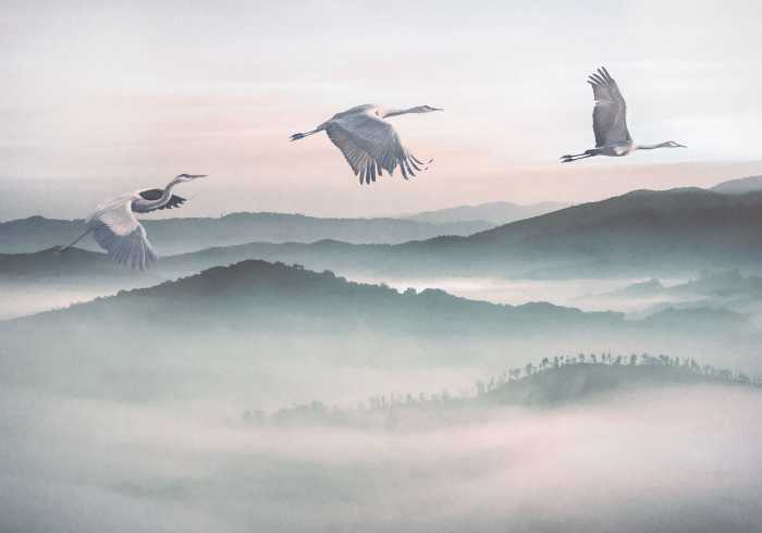 Poster XXL impression numérique Mystic Cranes