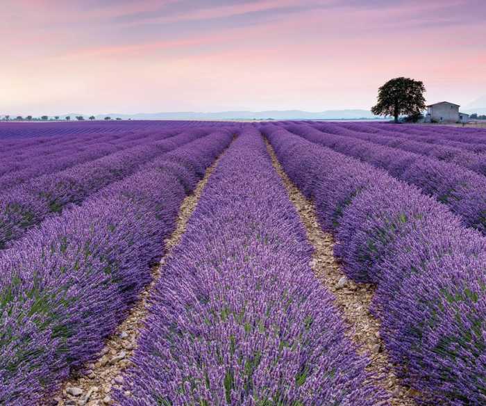 Intissé Premium Provence