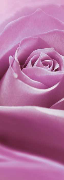 Intissé Premium Pink Rose