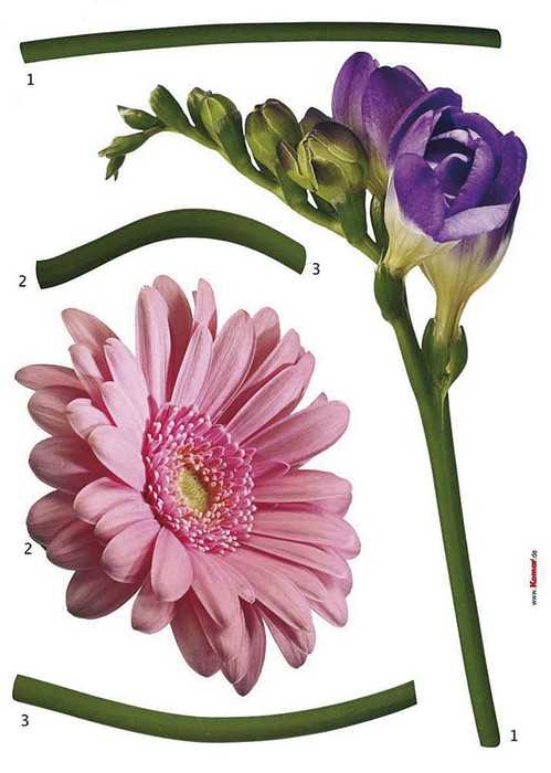  Fiore