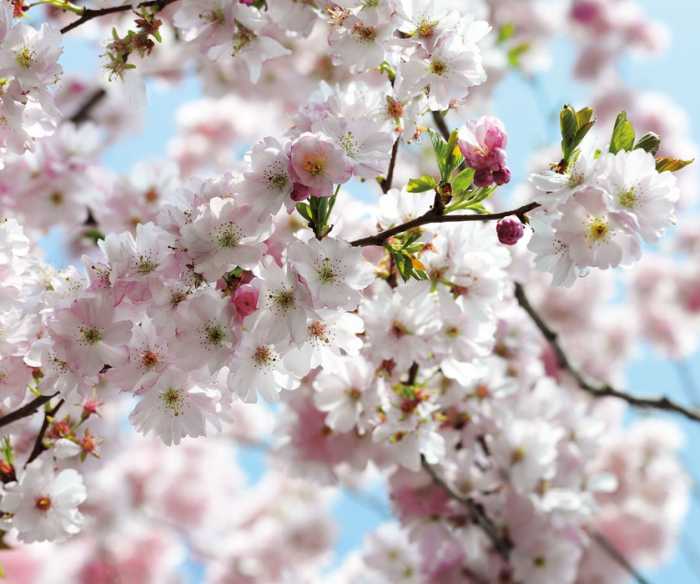 Intissé Premium Spring