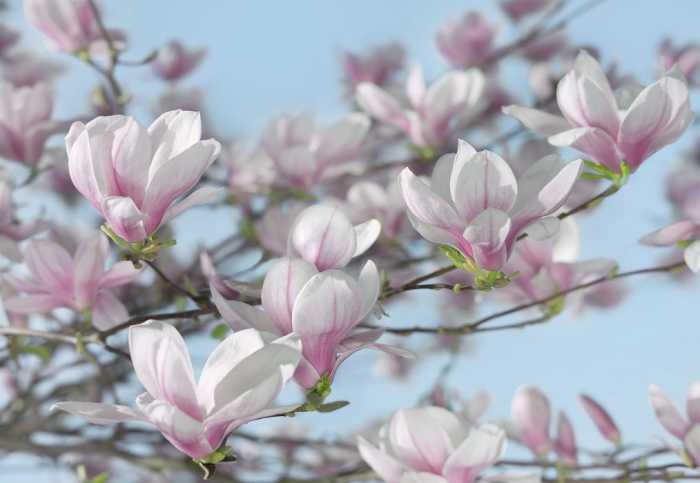 Photo murale sur papier Magnolia