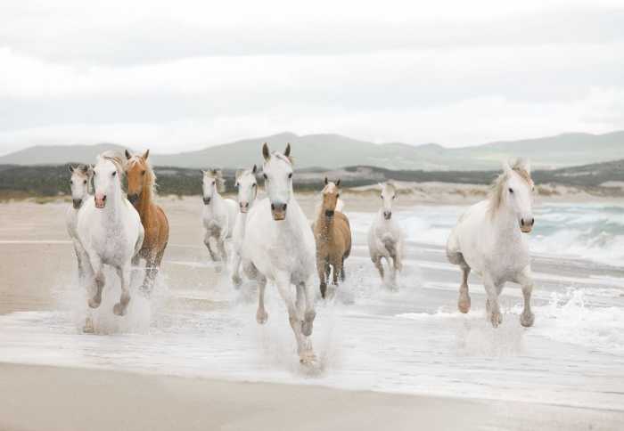 Papier White Horses