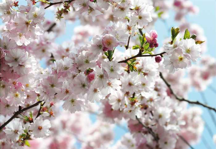 Intissé Spring