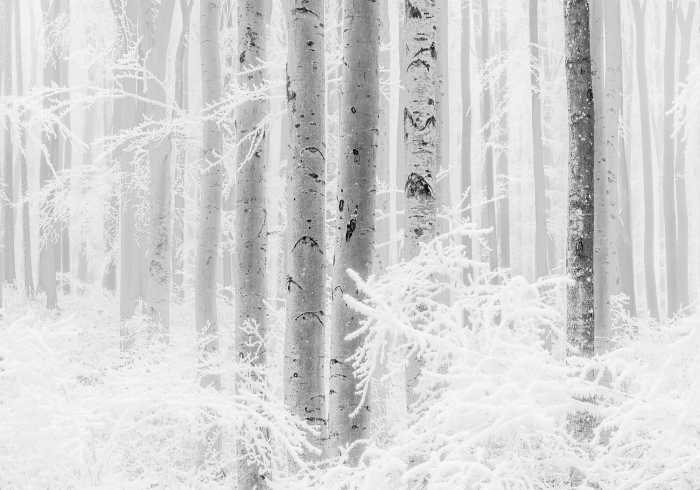 Photo murale intissé impression numérique Winter Wood