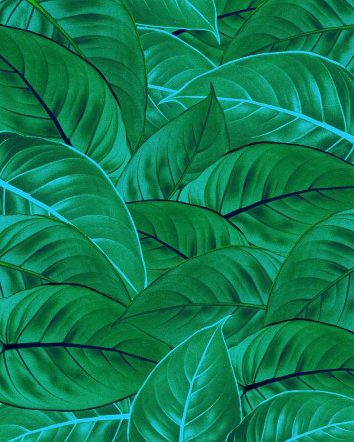 Photo murale intissé impression numérique Jungle Leaves
