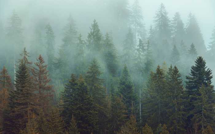 Photo murale intissé impression numérique Foggy Firs