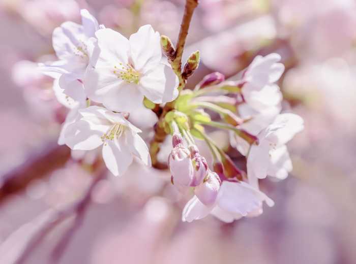 Photo murale intissé Pink Blossom