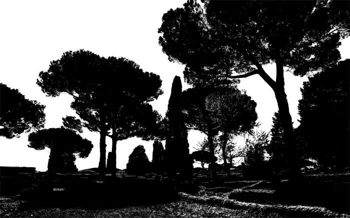 Photo murale intissé impression numérique Pine Trees black-white