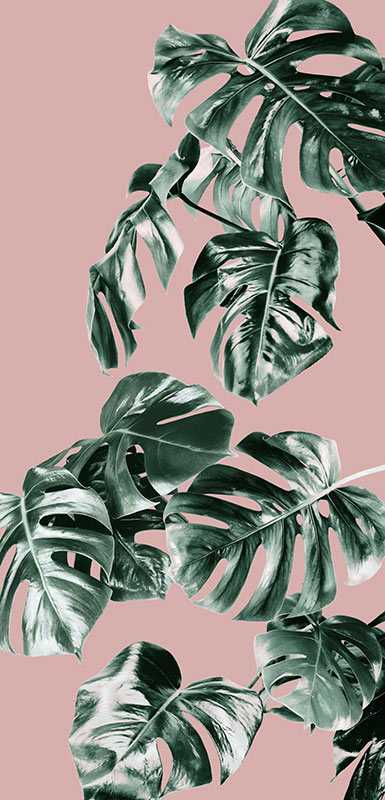 Photo murale intissé impression numérique Monstera Rosé
