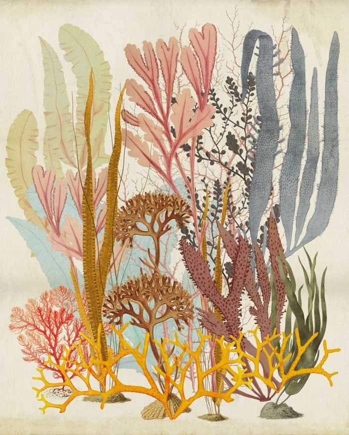 Photo murale intissé impression numérique Catchy Corals