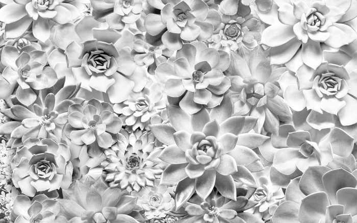 Photo murale intissé impression numérique Shades Black and White