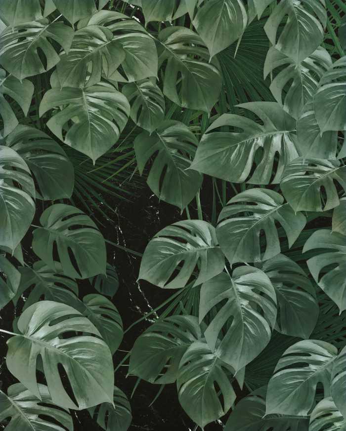 Photo murale intissé impression numérique Monstera on Marble