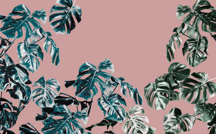 Photo murale intissé impression numérique Monstera Rosé