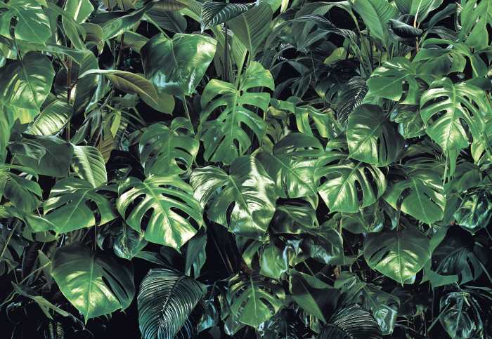 Photo murale Verdure