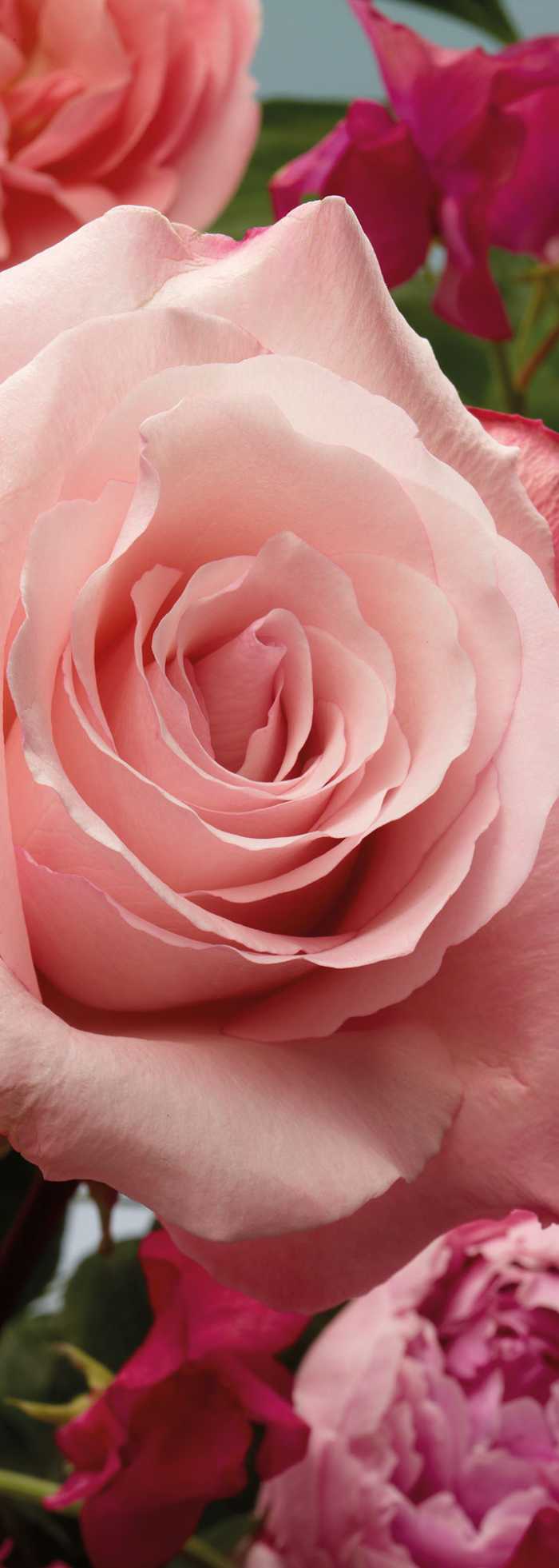 Panneau sur intissé  Rosenduft
