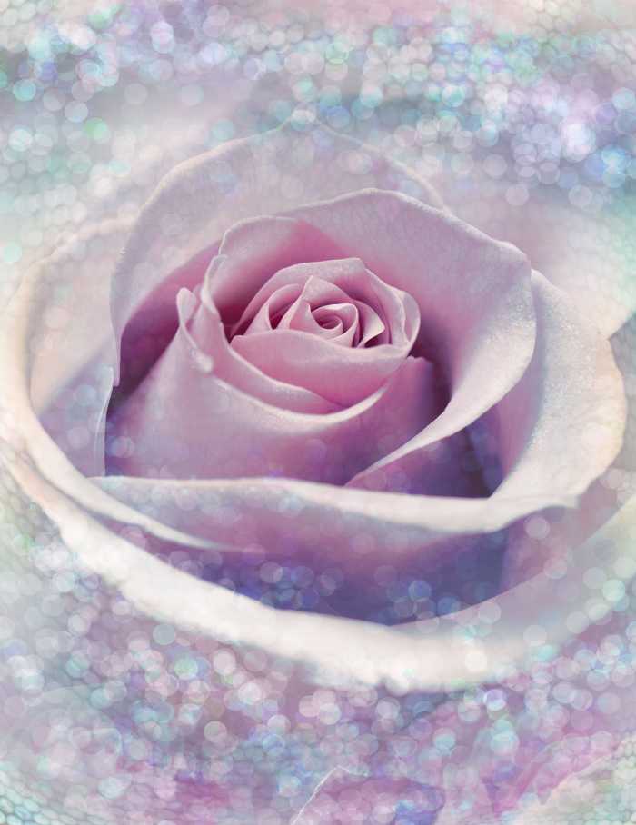 Photo murale intissé Delicate Rose