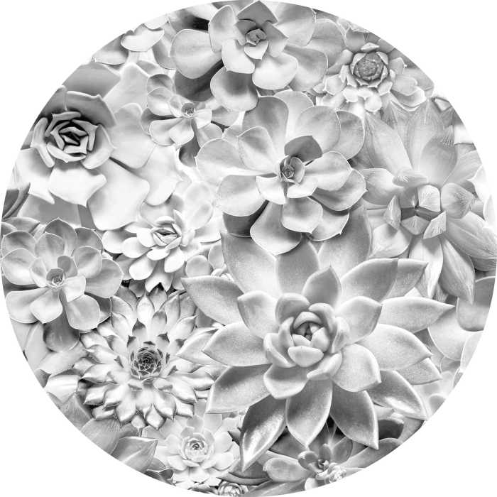 Photomural rond Echeveria