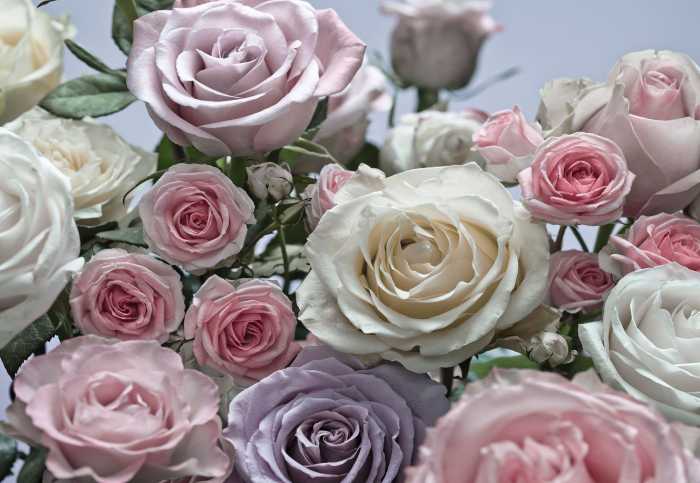 Photo murale Floraison