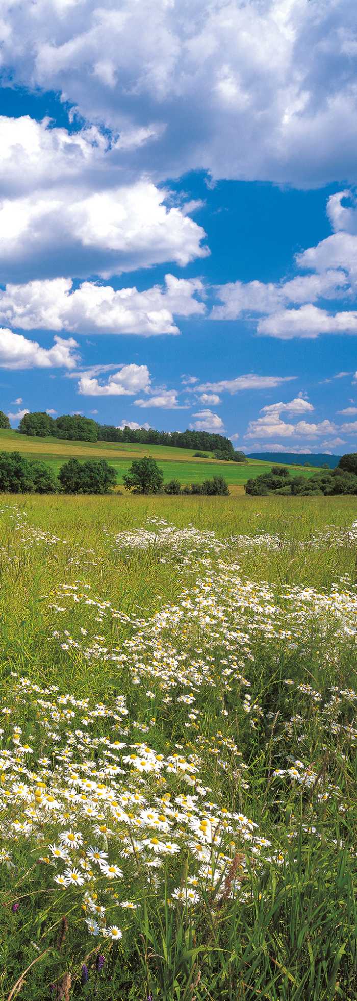 Panneau sur intissé  Meadow