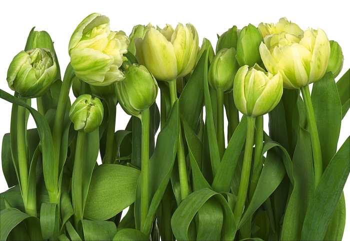 Photo murale Tulips