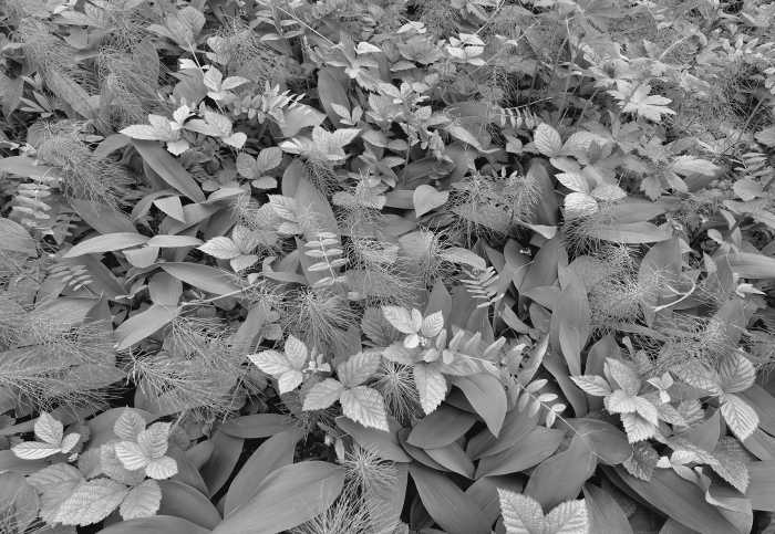 Photo murale Forest Floor