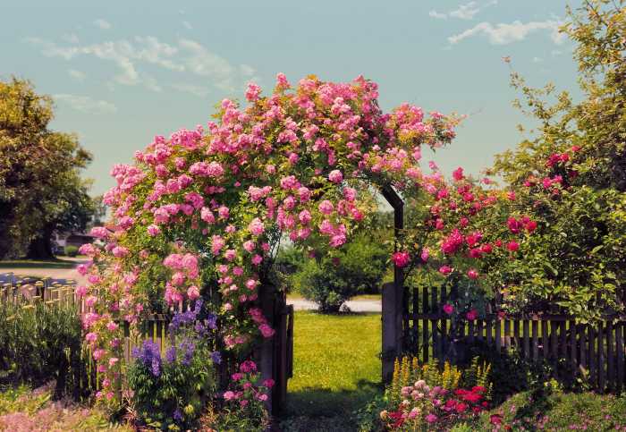 Photo murale Rose Garden