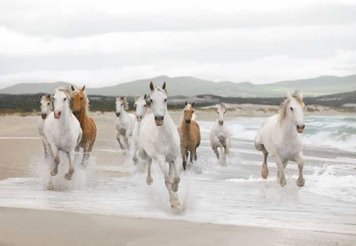 Photo murale White Horses