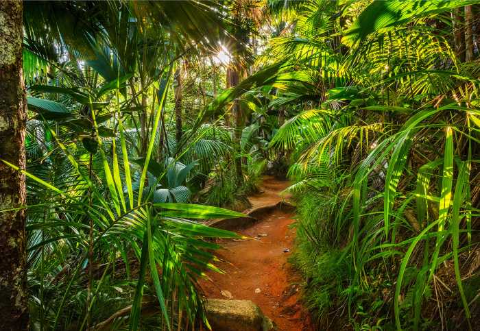 Photo murale Jungle Trail