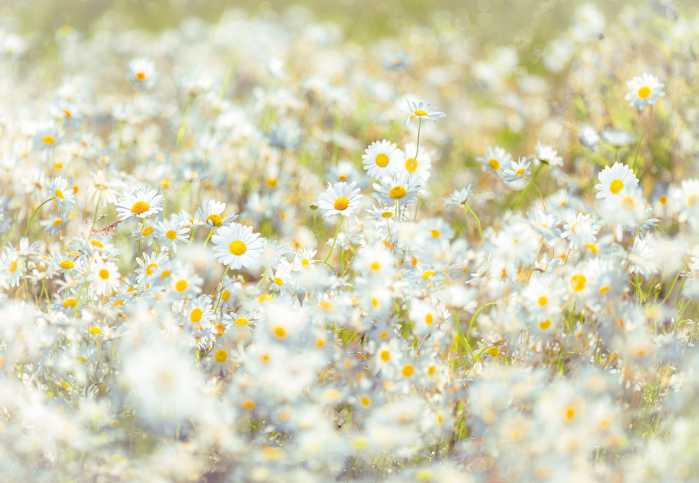 Photo murale Daisies