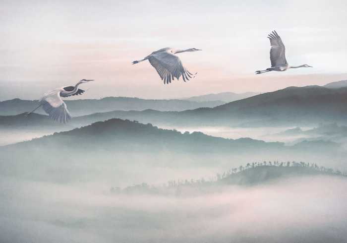 Photo murale intissé impression numérique Mystic Cranes