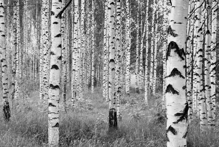 Photo murale intissé Woods