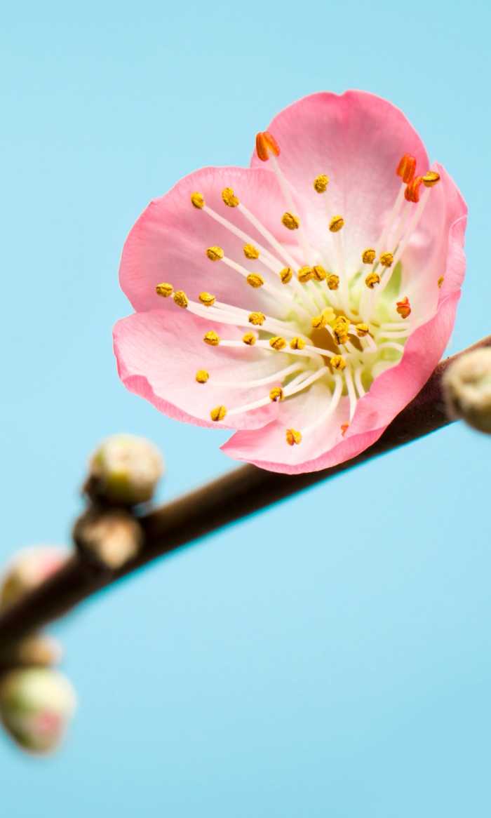 Photo murale intissé impression numérique Peach Blossom