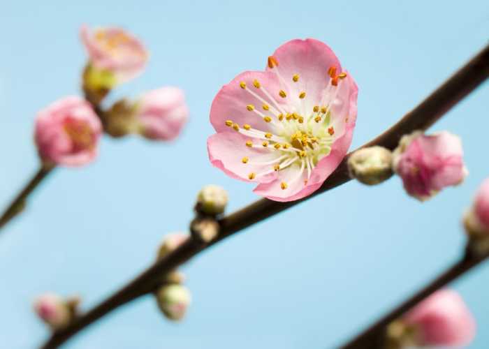 Photo murale intissé impression numérique Peach Blossom