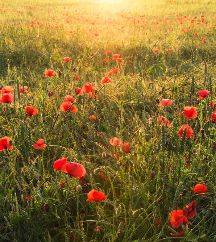 Photo murale intissé impression numérique Poppy World I