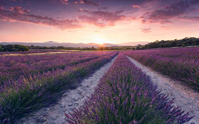 Photo murale intissé impression numérique Lavender Dream