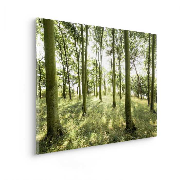 Tableau intissé Dänische Buchen