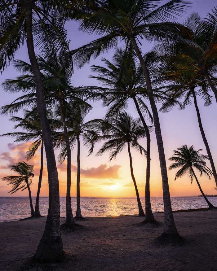Photo murale intissé impression numérique Palmtrees on Beach