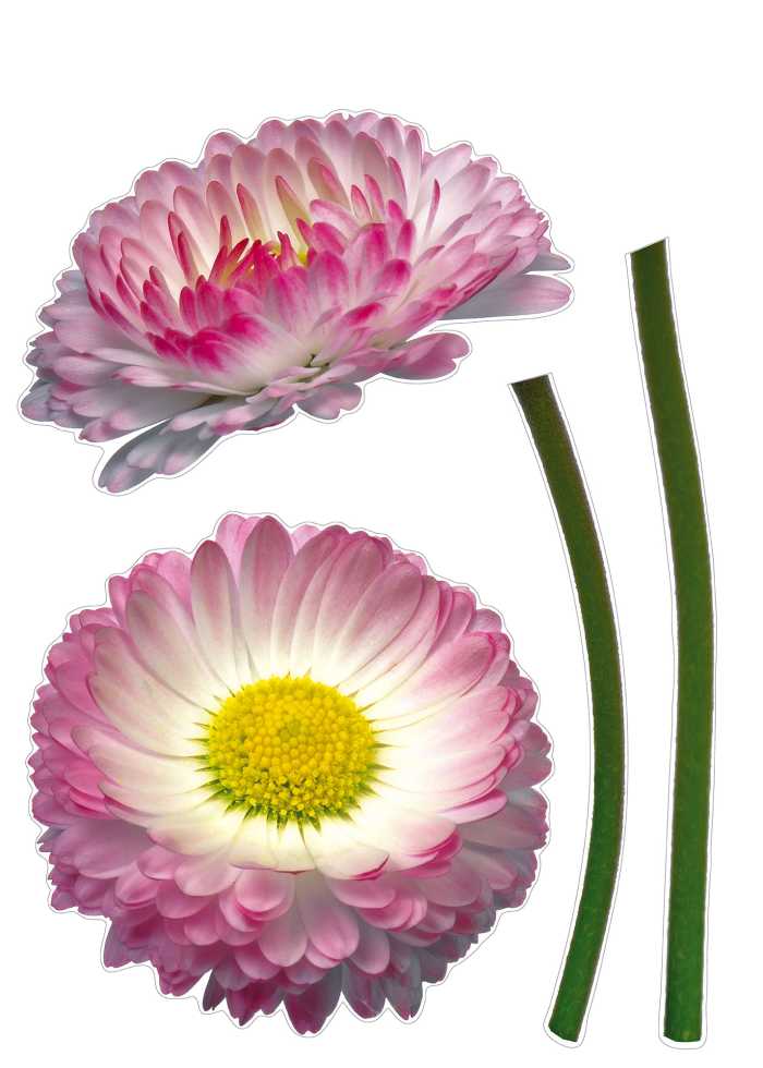 Sticker mural Daisy