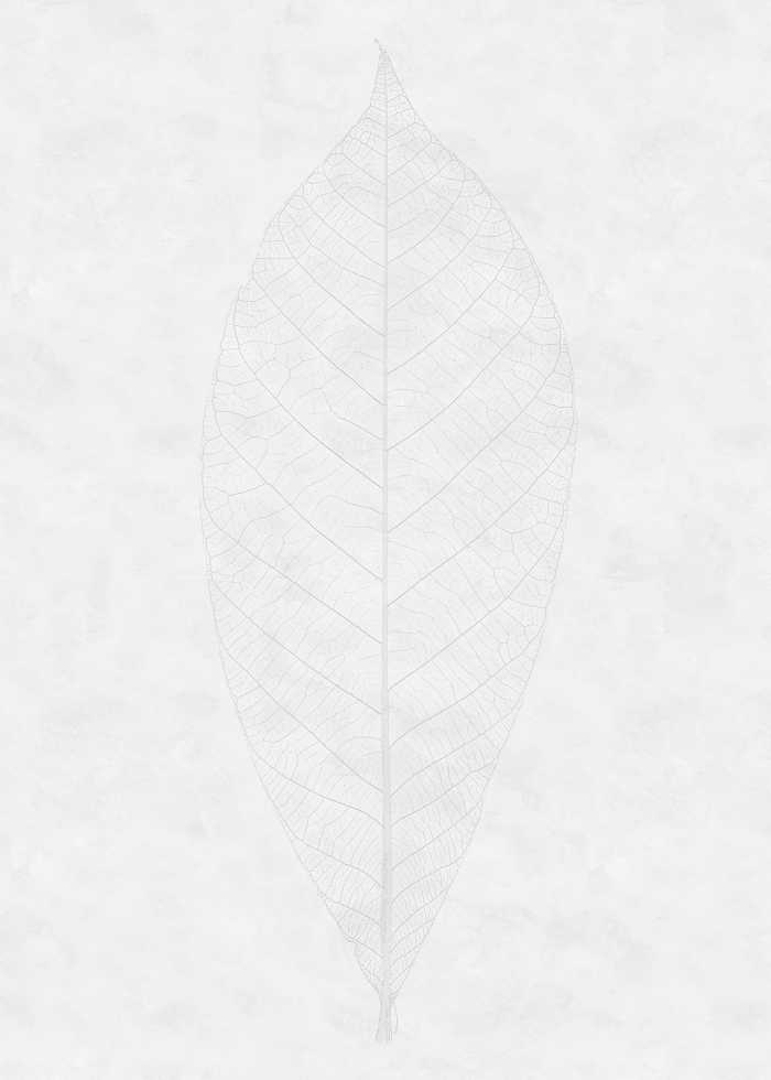 Photo murale intissé impression numérique Decent Leaf