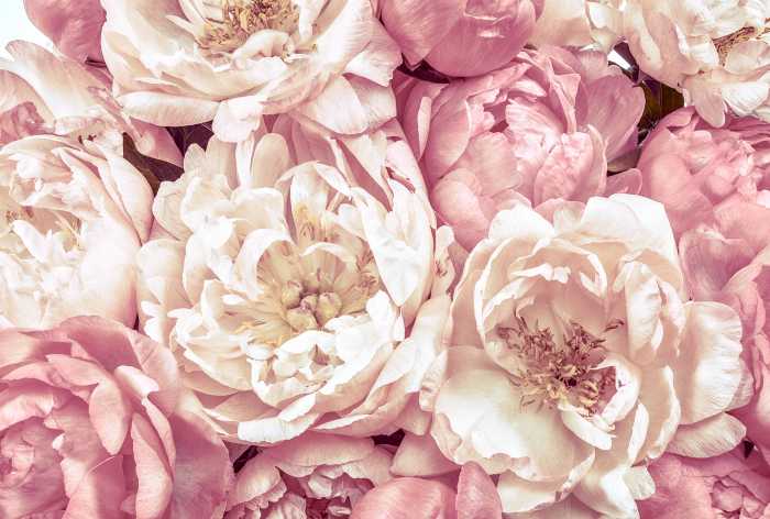 Photo murale intissé Peonies